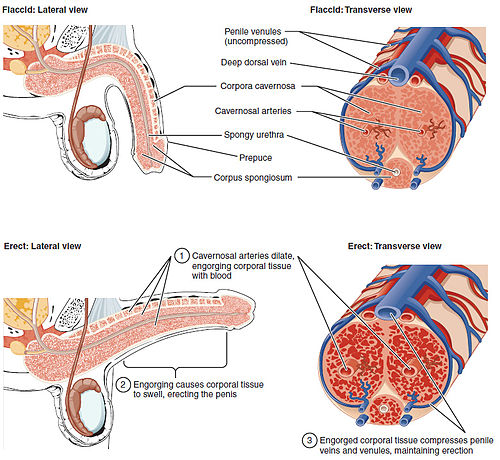 Uses of Viagra Tablets